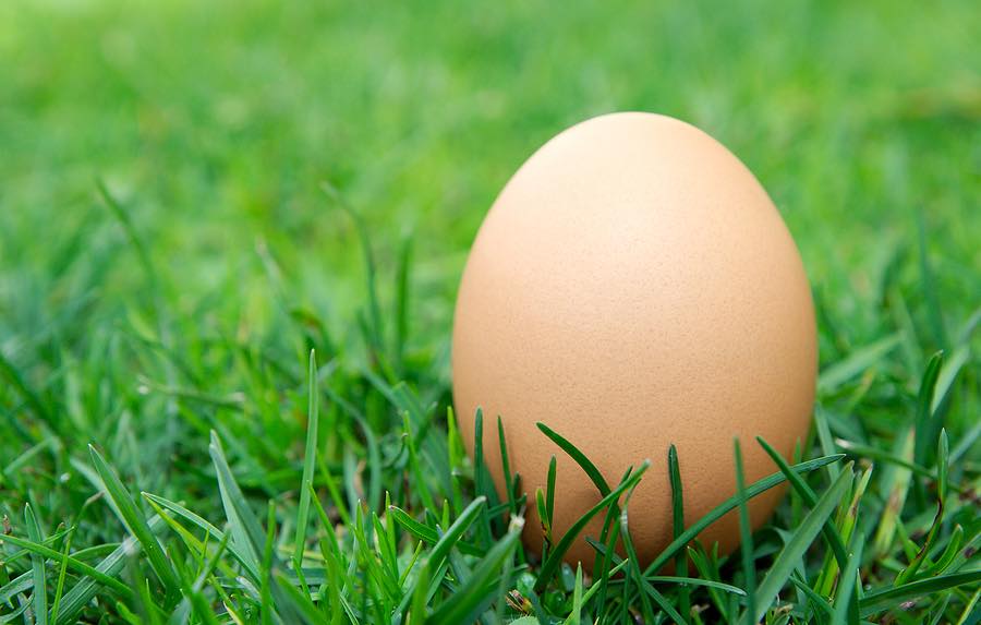Action group raises concerns about the British egg industry