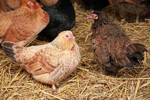 Vaccinating chickens could prevent food-borne illness