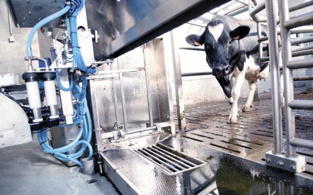 Untested cow enters the UK food supply