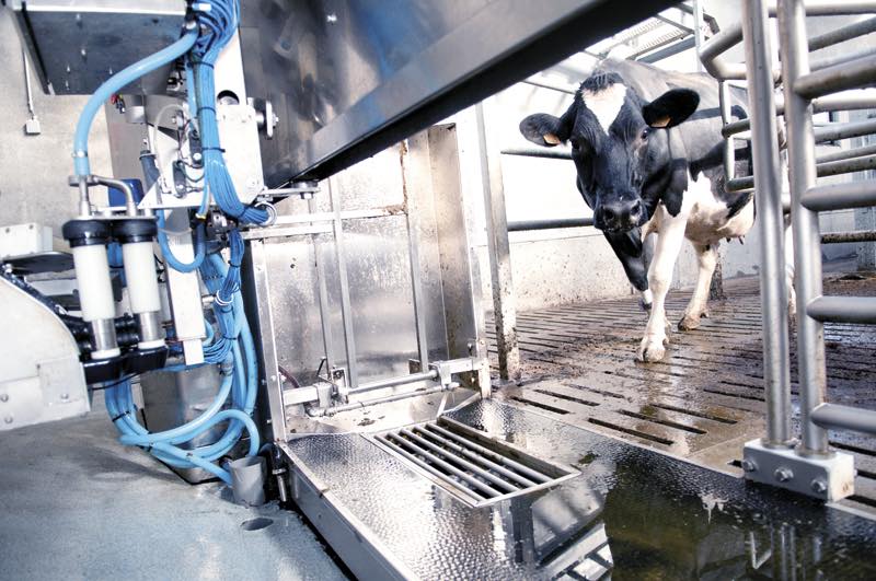 Untested cow enters the UK food supply