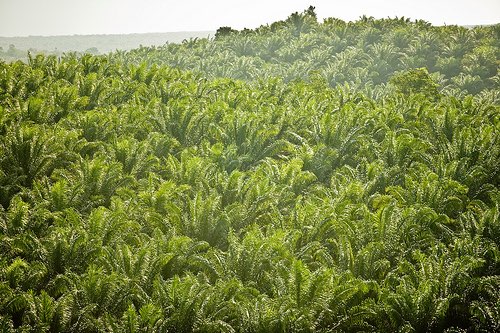 Sustainable palm oil is good for business, says WWF study