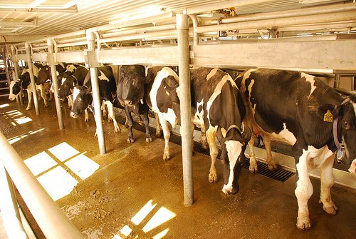 New antibiotic could make food safer and cows healthier - FoodBev Media