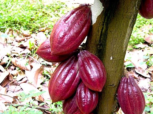 Newly validated method for analysing flavanols in cocoa
