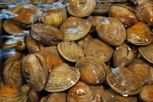 Food Standards Agency stops using mice in shellfish tests