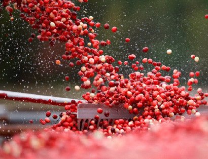 New studies highlight cranberry health benefits