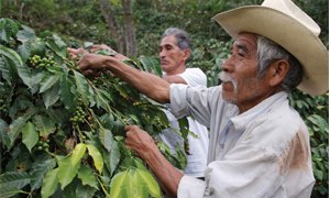 Nespresso makes investment in Colombian coffee growers