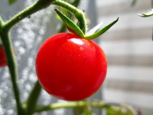 Bland-tasting tomato mystery is solved by scientists
