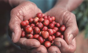 Nestlé to 'regenerate' coffee industry with $3.5m grants