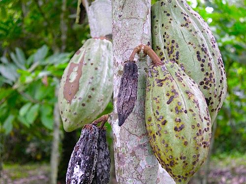 Cocoa flavanols improve cognitive function, says study