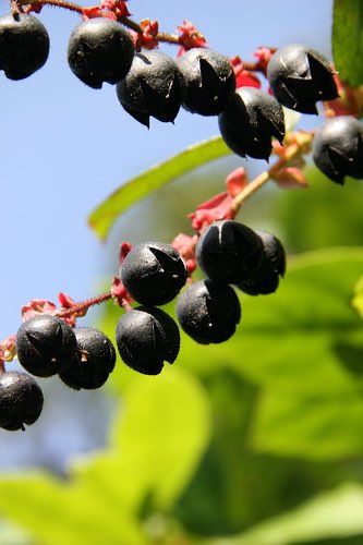 US berry market continues to boom, says Rabobank