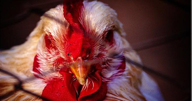 Call for ban of antibiotic use in poultry