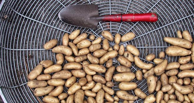 UK potato growers face 'uncertain' future