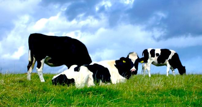Cows fed flaxseed produce more nutritious dairy products, says study