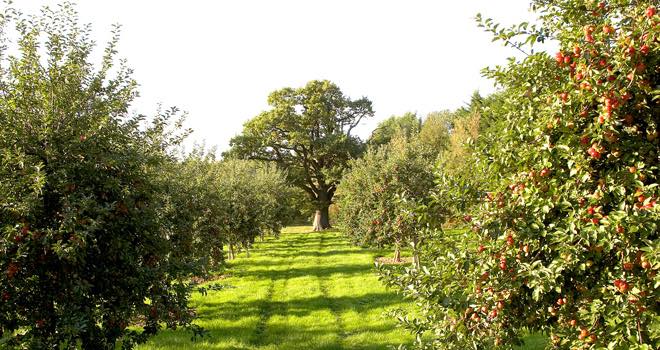Aston Manor invests in 1,000 acres of new orchards