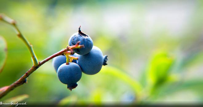 China expected to triple global blueberry market within 10 years