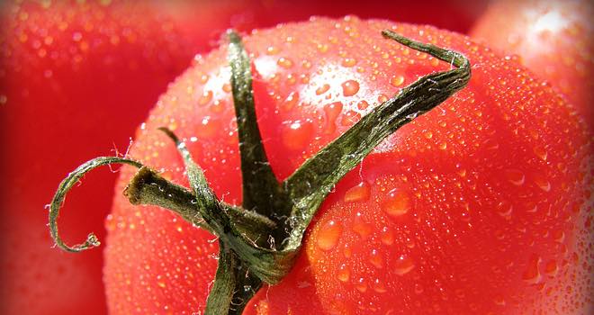 Tomatoes protect against heart disease
