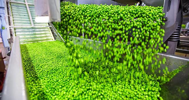 Birds Eye races clock to bring peas from field to freezer in record time