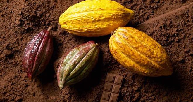 ADM Cocoa launches D-00-ZR reduced-fat cocoa powder
