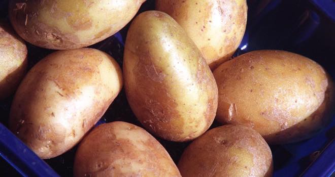 Moderate price increase expected to continue in EU potato market