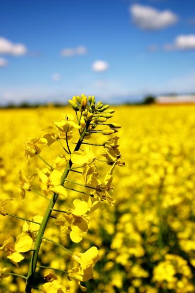 UK consumers could replace olive oil with rapeseed oil