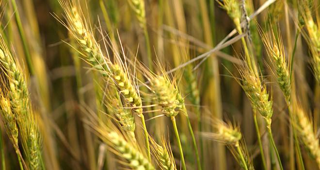 Survey suggests 22% increase in wheat area for harvest 2014