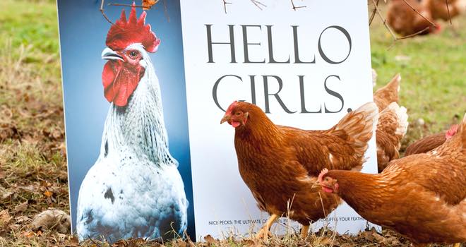 Happy Egg Co produces Hollywood-inspired hen calendar for 2014