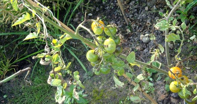Chinese tomato yield 'decreased dramatically' due to drought