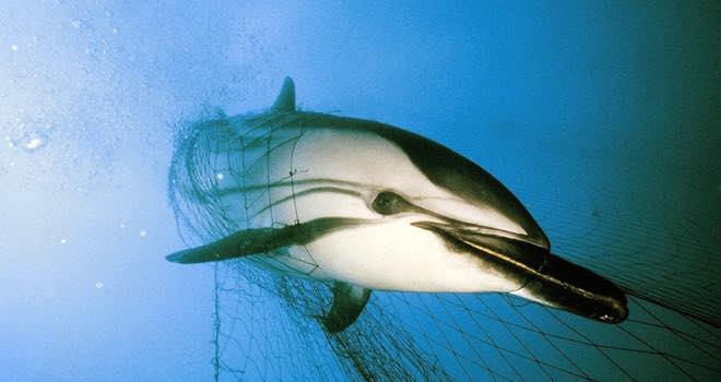 Oceana exposes the nine 'dirtiest fisheries in the US'