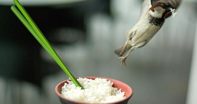 Eating rice is good for your health, says new research