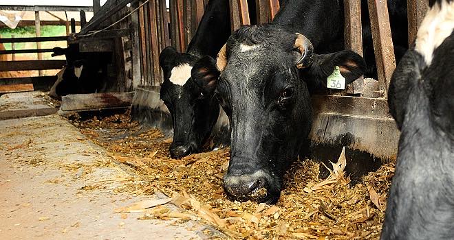 Global animal feed additives market estimated to reach $20bn