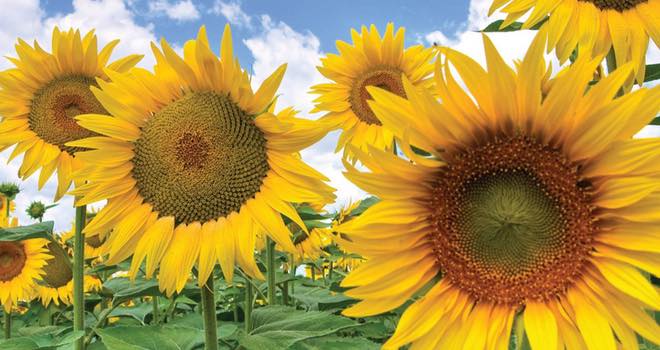 Japan grants approval to Cargill for use of sunflower lecithin