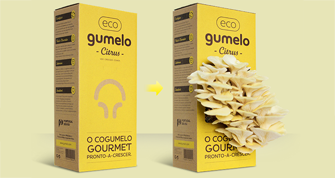 Eco Gumelo Citrus ready-to-grow mushrooms