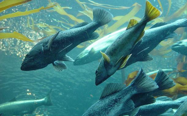 High Liner Foods acquires Atlantic salmon importer