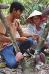 Cocoa farmers in Vietnam. Photo by Puratos. 