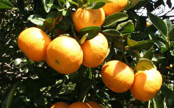 Growers optimistic about Florida grapefruit yields