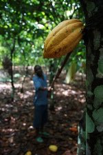 ADM celebrates five years commitment to Ghana’s cocoa industry