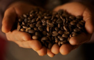 Fairtade Foundation and Fairtrade Africa announce ‘women in coffee’ project