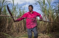 European sugar deregulation could 'push 200,000' farmers into poverty