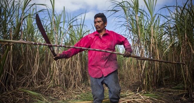 European sugar deregulation could 'push 200,000' farmers into poverty