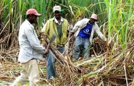 Fairtrade Foundation warns sugar price drop could push 200,000 into poverty