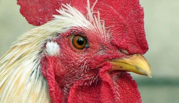 Caterers urged to support African communities with 'send a hen' scheme