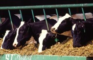 Quota removal could transform the industry, European Dairy Association says