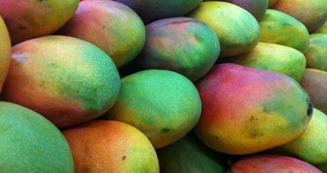 EU lifts import restrictions on Indian mangos following pest scare