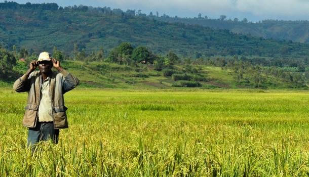 FAO unveils initiative to address supply gap in Africa's rice demands