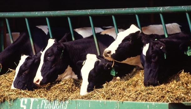 Chinese investors to build $50m dairy factory in New Zealand