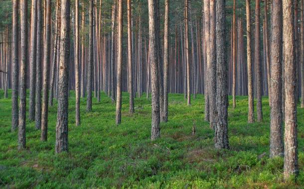 Innovia Films gains forestry certification for NatureFlex films