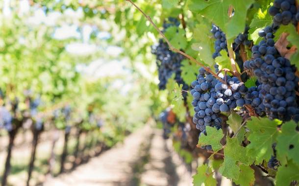 Fetzer Vineyards expects to use 25% less water with new setup