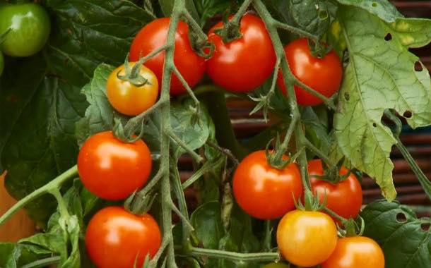 Tomato-potato hybrid and weight loss cake are 'foods of the future'