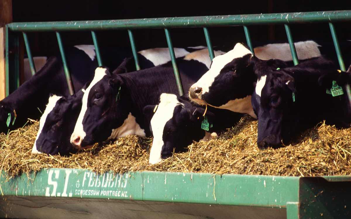 New study urges more efficient nitrogen use in global livestock sector