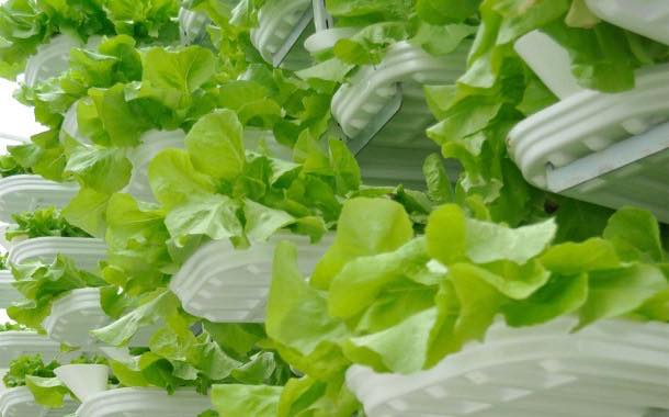 Podcast: Can vertical farming replace traditional methods?